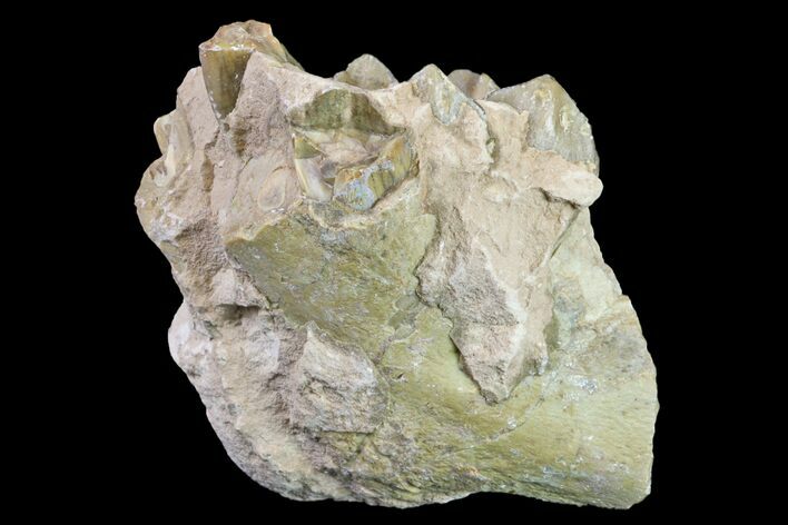 Oreodont (Merycoidodon) Jaw Section - South Dakota #157387